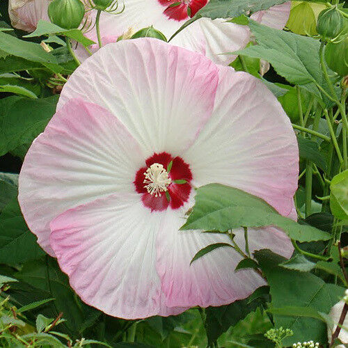 Swamp Rose Mallow Hibiscus Seeds Urban Farmer